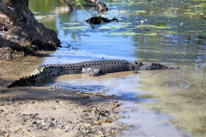 _800Mt Borradaile - Cooper Creek_5644_m_Crocodile